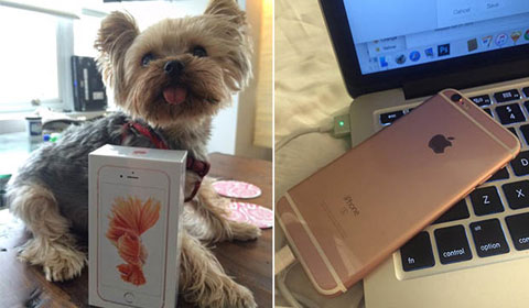 iPhone 6s Plus có pin kém hơn thế hệ trước iPhone 6s Plus có pin kém hơn thế hệ trước